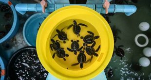 Sea turtles return to Thailand's shores during pandemic