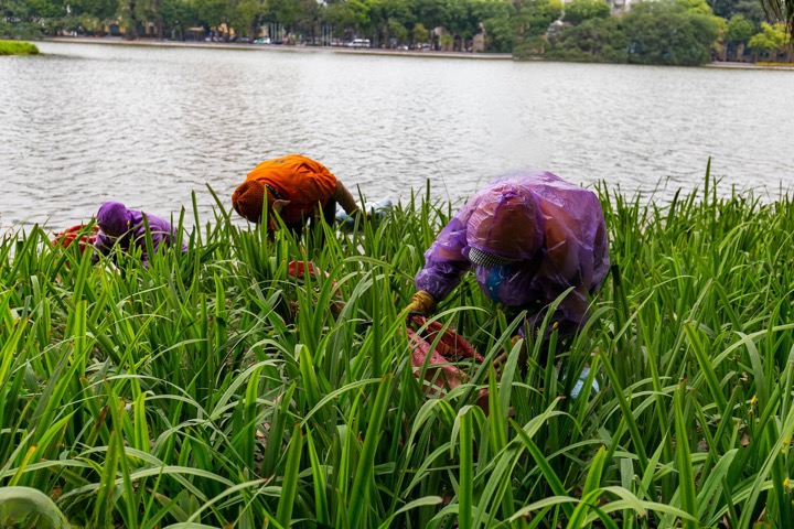 Lawn mowers wear an extra layer of raincoats to prevent the cold when working at Hoan Kiem Lake.