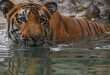 India saw record 126 tiger deaths in 2021: data
