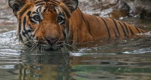 India saw record 126 tiger deaths in 2021: data