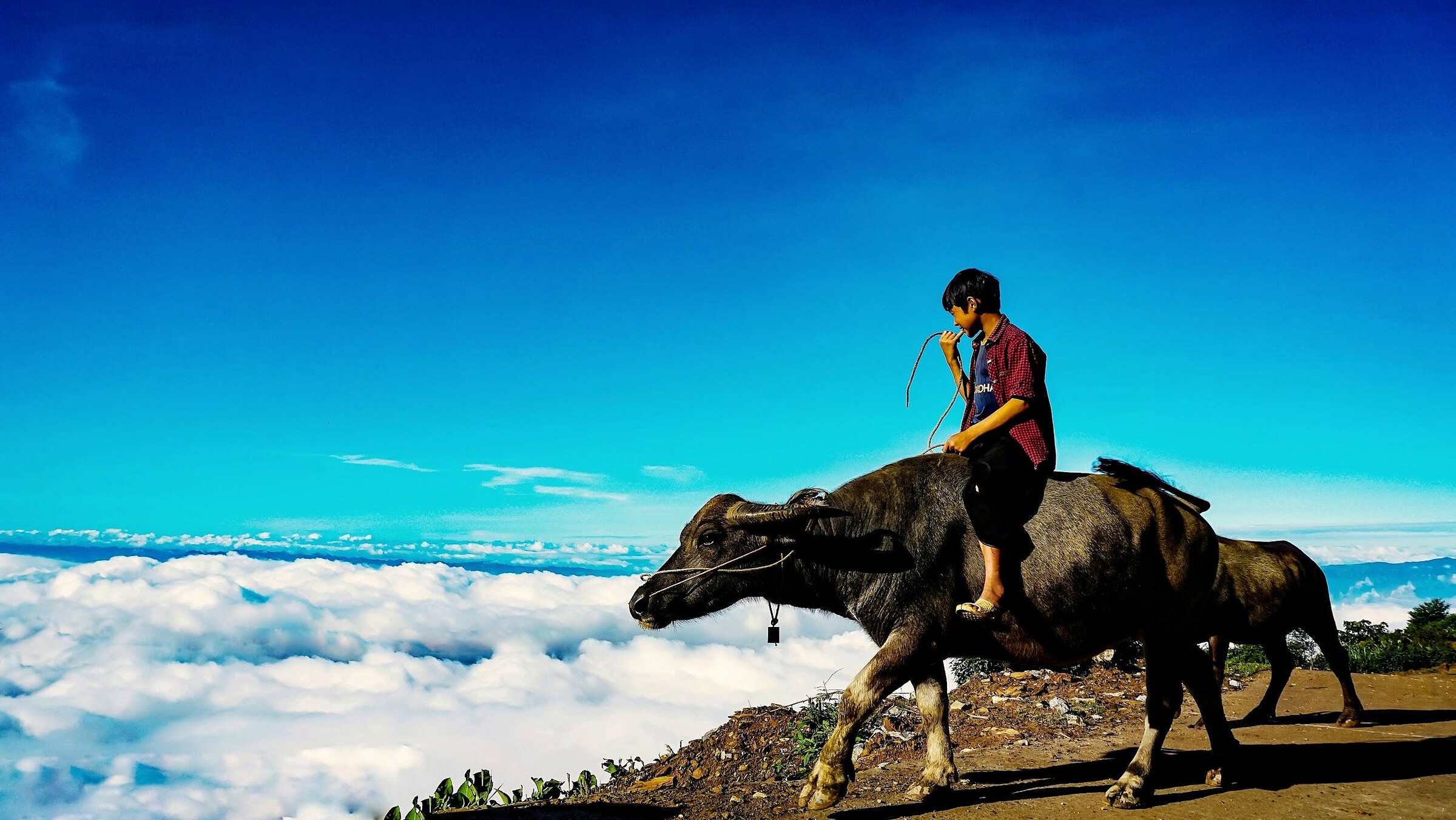 A herdboy in Ta Xua. Photo courtesy of Ta Xua Clouds Homestay