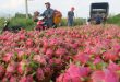China stops dragon fruit imports from Vietnam