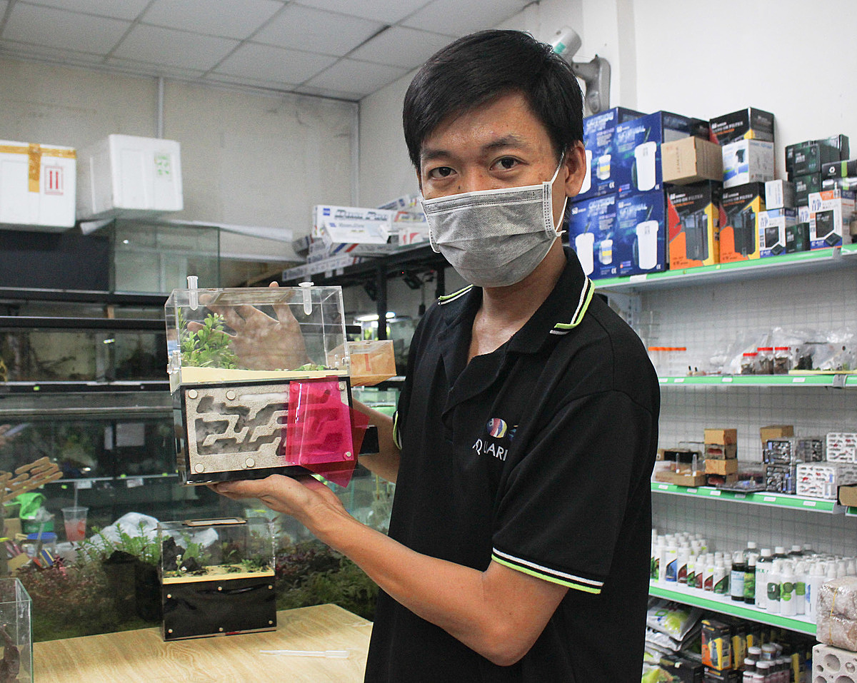 Nguyen Tan Minh Nhut, 30, owns an aquatic product shop on An Duong Vuong Street in District 6. As a nature lover, he is constantly learning about various animals, including ants. Nhut discovered an ant nest in a tree in August 2019 and brought it back to his shop for it to self-reproduce. He was unaware of the ant community at the time. After learning that antkeeping is hobby catching on in many countries, including Vietnam, I began tinkering with making ant tanks, he said, adding he is currently raising approximately seven species of ants.