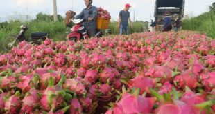 China resumes dragon fruit imports at border gate