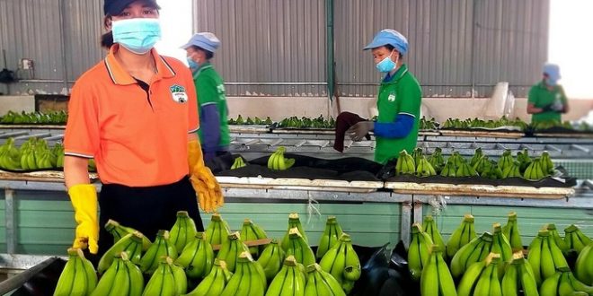 Hoang Anh Gia Lai aims high with pig, banana farming