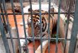 Legal foundations sought for tiger conservation in Việt Nam