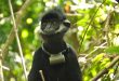 Rich primate species in Việt Nam threatened: WWF report