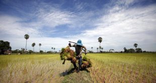 Vietnam buys 80 pct of Cambodia’s agriculture exports