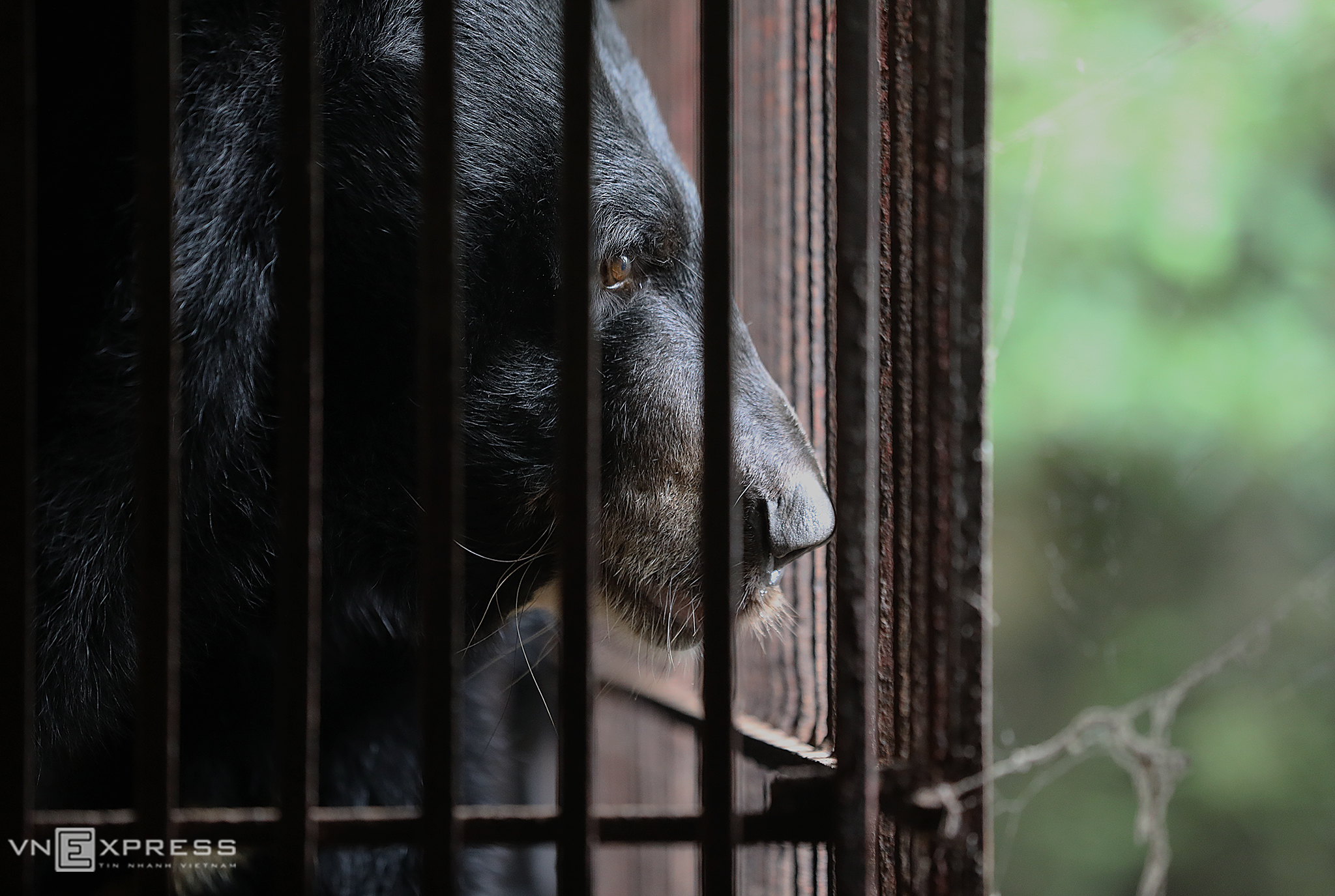 A female moon bear sits in a cage at a farm in Phu Tho Province, before being transfered to Animals Asias team on November 3, 2020. Photo by VnExpress/Ngoc Thanh