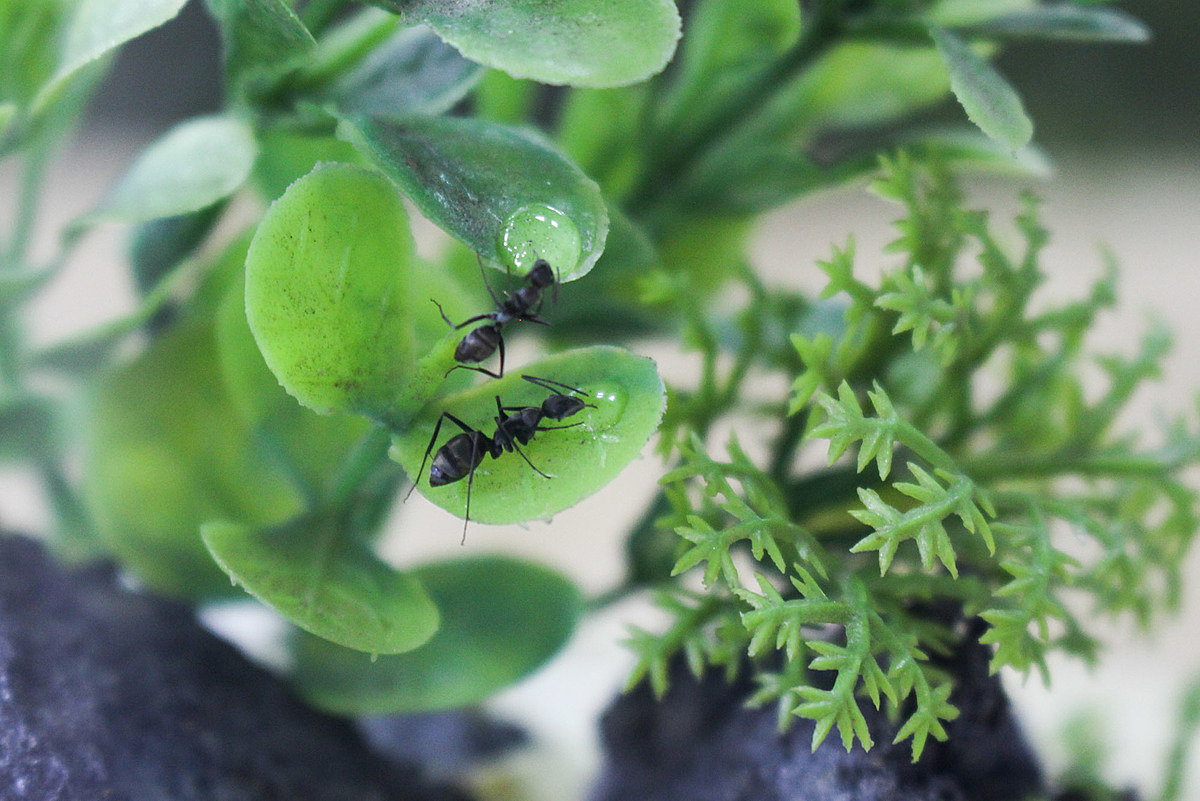 He frequently feeds ants with sugar water, honey, and insects to supplement protein and aid the queen ants reproduction. He also sprinkles sugar water on leaves and pistils to entice ants to come and eat, treating them as his pets.