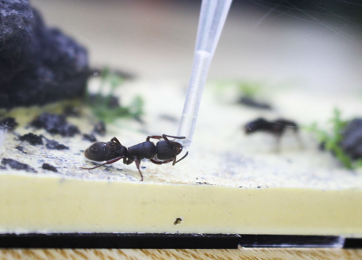 Sugar water is being poured into a Rufipes ant. Because this is a type that cannot climb, it is quite simple to raise.Catching ants when they escape the cage is one of the difficulties that ant owners face. You must be very patient and gentle, or they will die, he explained.