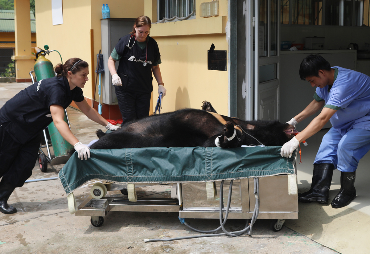 Staff members at the Tam Dao National Park prepare to check on a sedated bear freed from years of living in a cage, 2019. Photo by VnExpress/Ngoc Thanh
