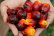 Malaysia's Sabah aims to win big as world's first green palm oil state