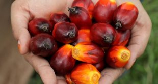 Malaysia's Sabah aims to win big as world's first green palm oil state