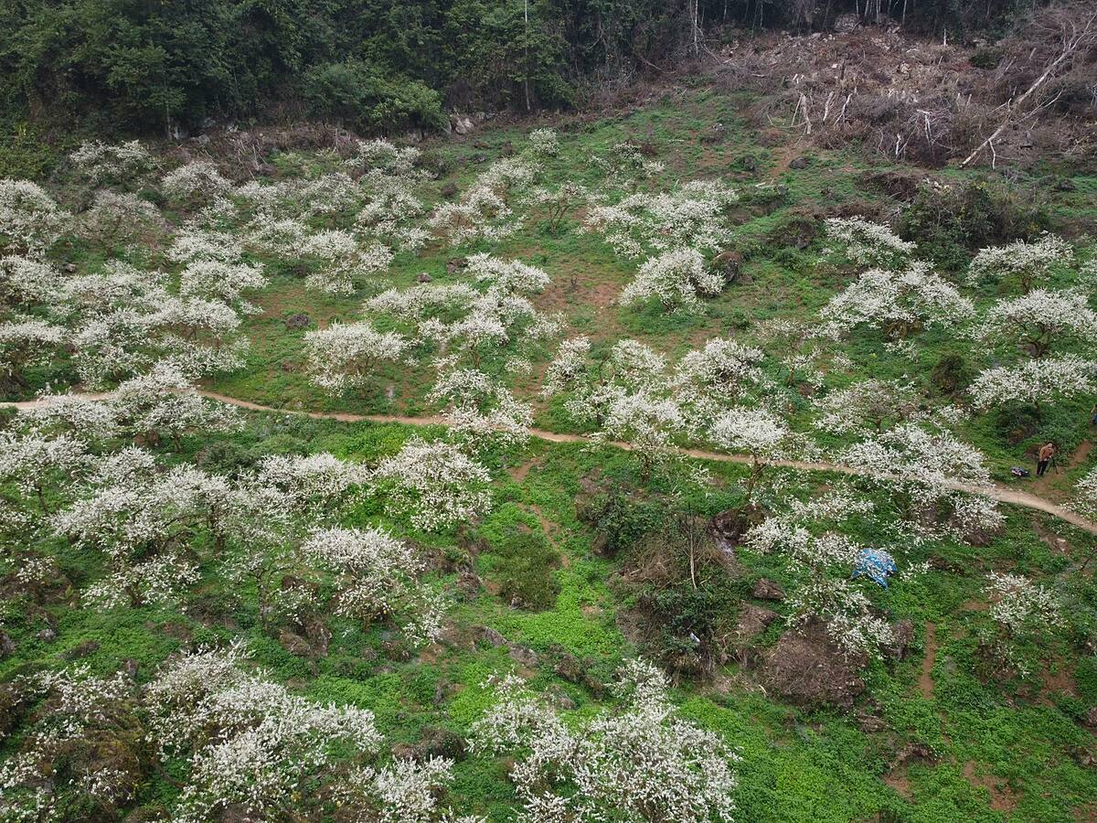 White plum valleys in Moc Chau Town are in full bloom, January 2021. Photo by VnExpress/Quang Kien.