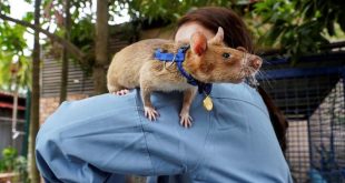 Cambodia's landmine-sniffing 'hero' rat Magawa dies in retirement