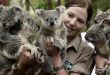 Australia boosts spending to protect koalas
