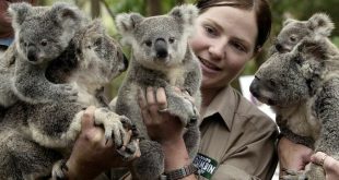 Australia boosts spending to protect koalas