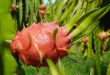 Vietnam steps up dragon fruit exports to Australia