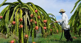 300,000 tonnes of dragon fruit have no buyers