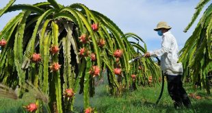 Measures to boost farm exports to China coming: minister