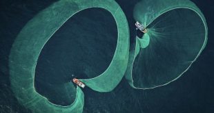 Photo of anchovy fishing in Phu Yen wins int'l prize for marine conservation