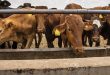 Indonesia declares two villages anthrax red zones after cattle deaths