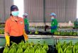 Macadamia, banana exports surge as demand for Vietnamese farm produce rises