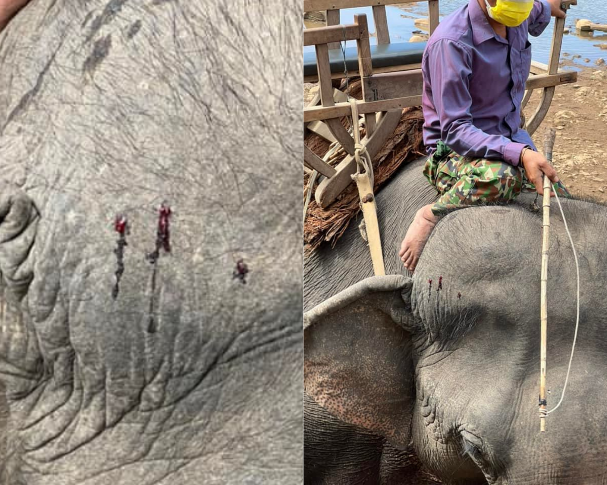 Photos of elephants at tourism sites in Dak Lak Province posted on Facebook by Nguyen Ngoc A. on February 4, 2022
