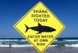Shark kills swimmer in Sydney's first fatal attack in decades