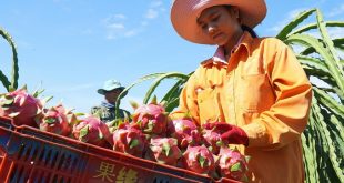 Farm, forestry, fishery exports rise by 15.8 pct