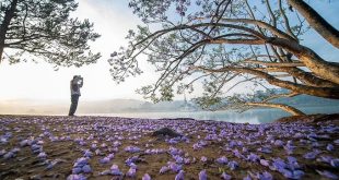 Da Lat among world's top destinations for flowers: Booking.com