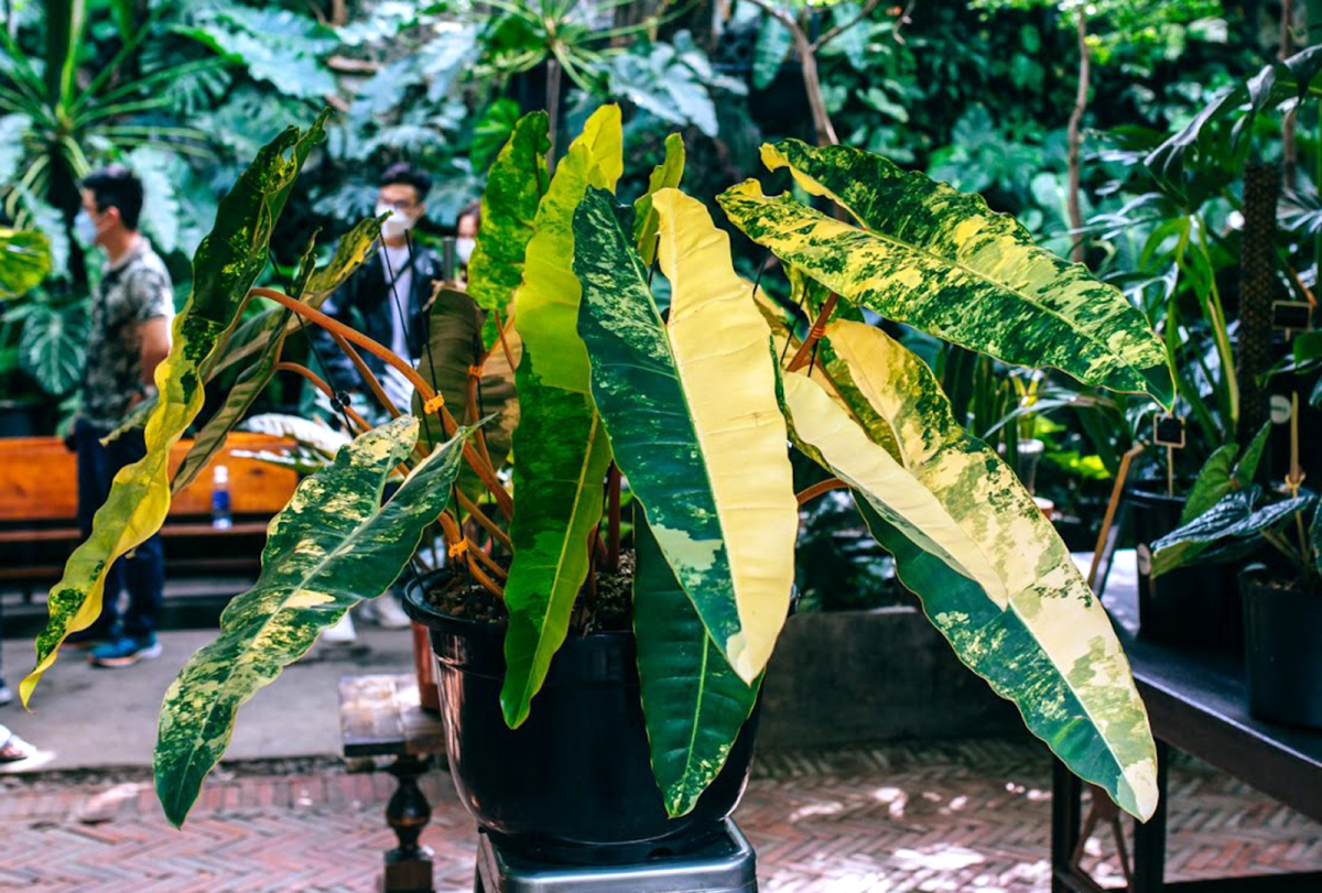 Philodendron billietiae Variegated (Mutant Flamingo) is a rare species in the event, because among hundreds of thousands of trees, only a few trees have leaves bearing patches of color mutations. This tree is as beautiful as a work of art, winning Thailands 2019 Best Aroids Show award in 2019.Because of his passion, Khanh managed to own the tree when it had six leaves. He said there was a time when the tree was blown up to 80 million VND per leaf, but to him, the value of the tree to a true player is having beautiful, healthy leaves and bringing emotions to the owner. . So he just kept playing, not selling. Currently, he has taken care of 24 cards.
