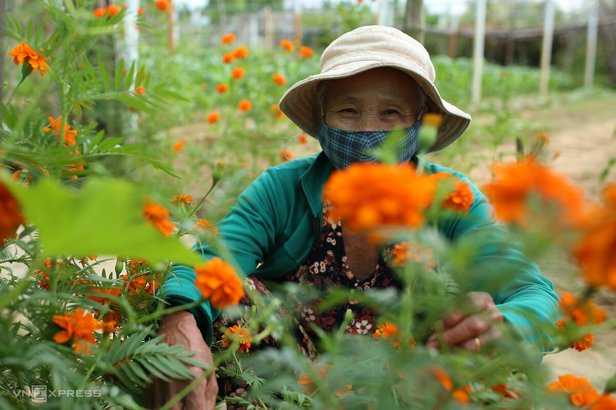 Dinh Thi Mien in her 400-square-meter garden at Thanh Dong organic vegetable village in Cam Thanh Commune, Hoi An, March 2022. Photo by VnExpress/Dac Thanh