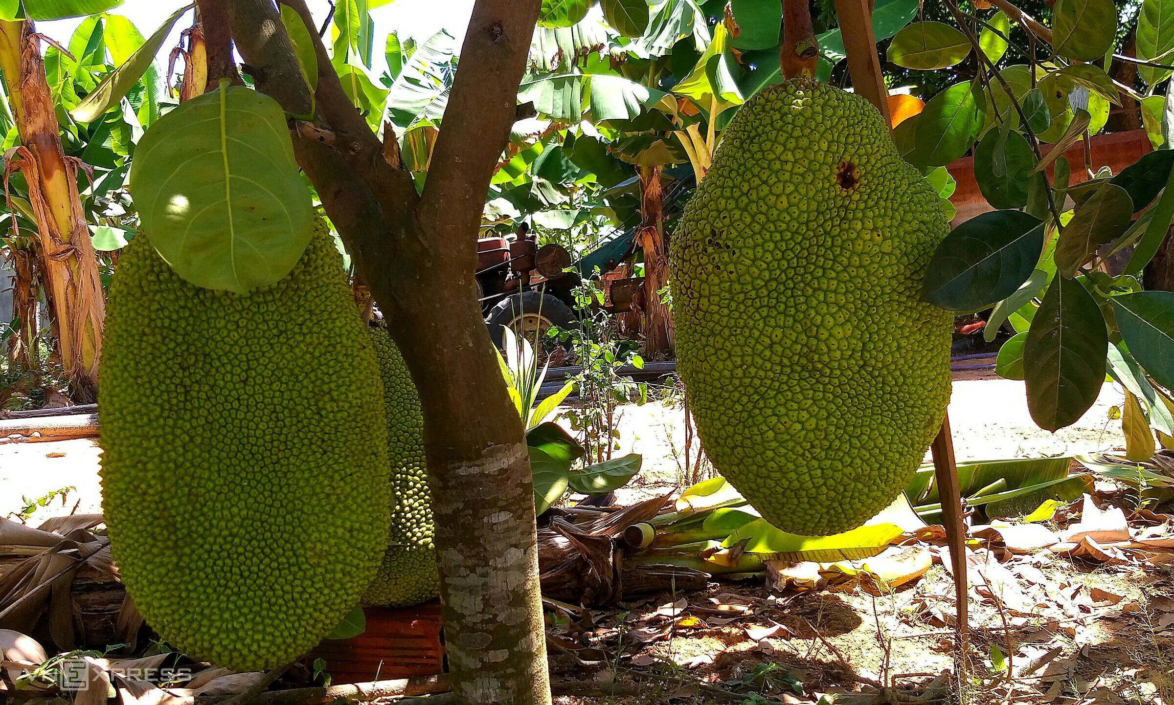 Jackfruits seen at a garden in the Mekong Delta. Photo by VnExpress/Hong Chau
