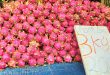 Dragon fruit sold for $1 per 6 kilograms as China remains inaccessible to exporters