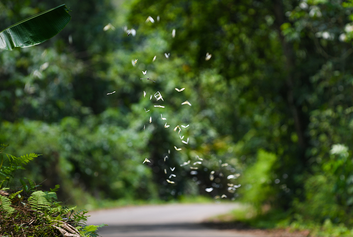 White butterflies fly inside Cuc Phuong National Park. Photo by VnExpress/Kieu Duong