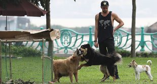 Man’s best friend no longer as unattended dogs cause concern in Hanoi