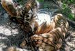 Three critically endangered Sumatran tigers killed in Indonesia