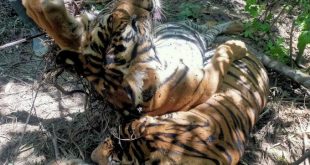 Three critically endangered Sumatran tigers killed in Indonesia