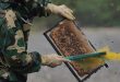 US slashes anti-dumping duties on Vietnamese honey, final verdict awaited