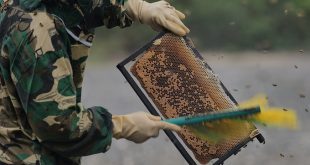 US slashes anti-dumping duties on Vietnamese honey, final verdict awaited