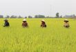 Mekong Delta farmers back away from rice as input costs rise