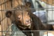 Bear cubs rescued from wildlife trade in Vietnam