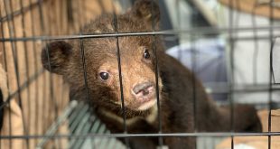 Bear cubs rescued from wildlife trade in Vietnam