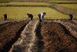 N.Korea mobilizes office workers to fight drought amid food shortages