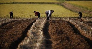 N.Korea mobilizes office workers to fight drought amid food shortages