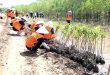 Trà Vinh Province grows forests to protect coasts, improve environment