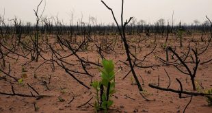 Mass biodiversity loss would slash global credit ratings, report warns