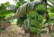 Banana exports to China boom despite Covid restrictions